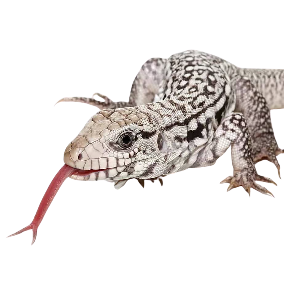 baby-ghost-tegu (2) baby ghost tegu 2