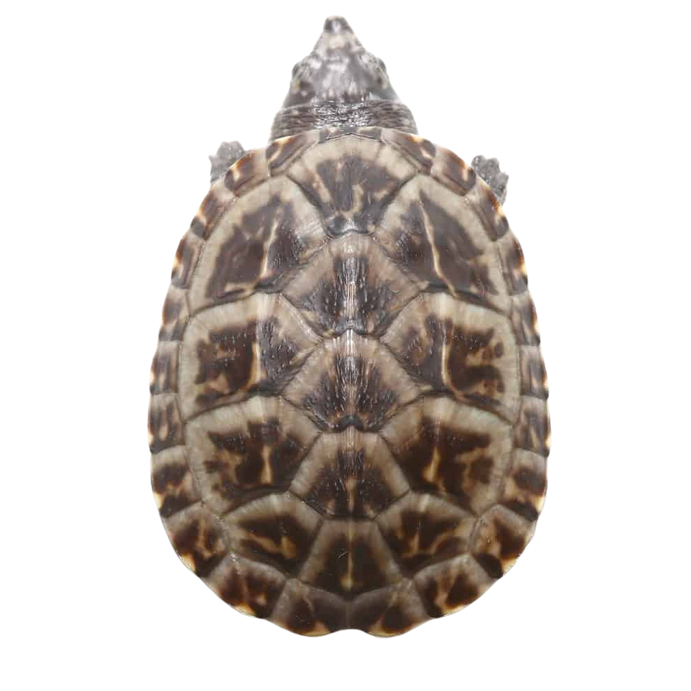 baby-giant-mexican-musk-turtle (1) baby giant mexican musk turtle 1