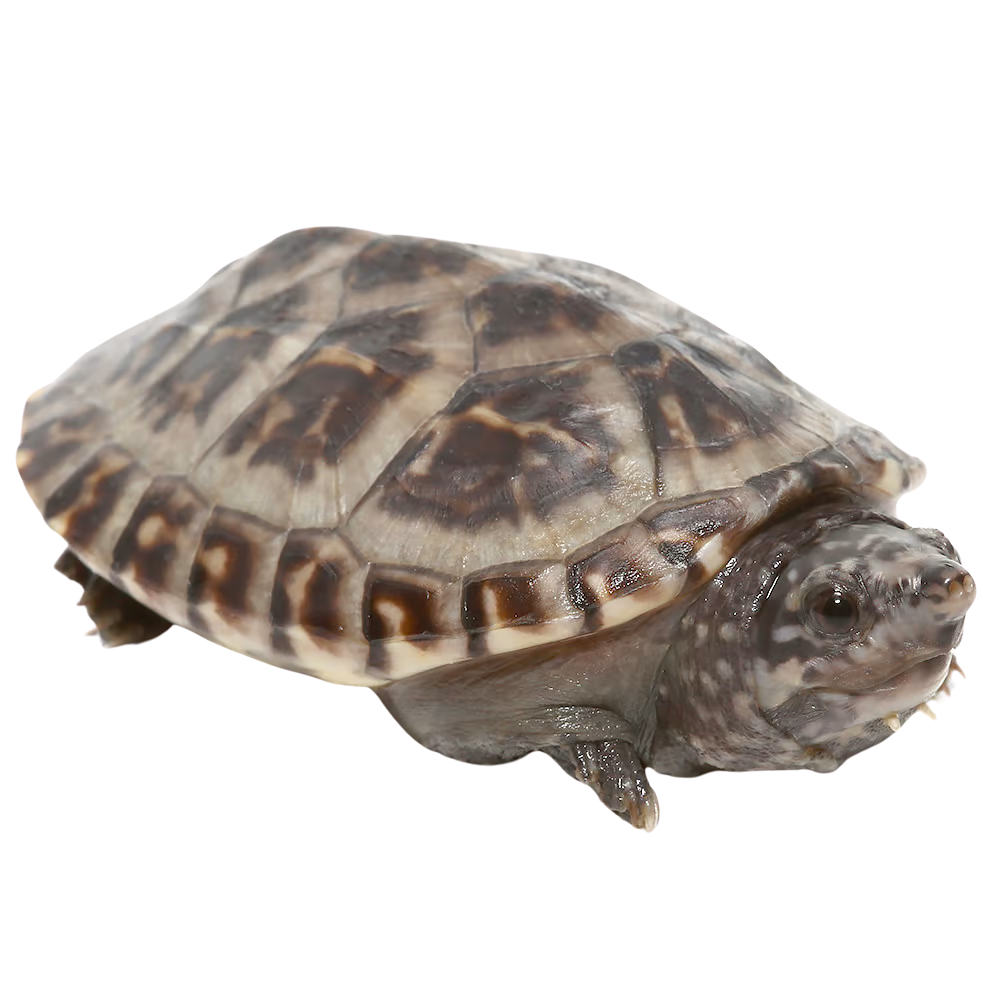 baby-giant-mexican-musk-turtle (2) baby giant mexican musk turtle 2