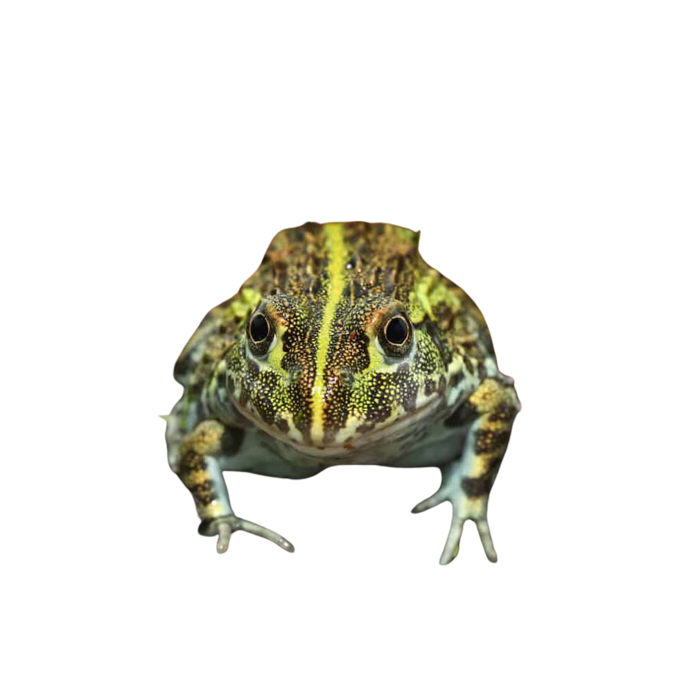 baby-giant-pixie-frog (1) baby giant pixie frog 1