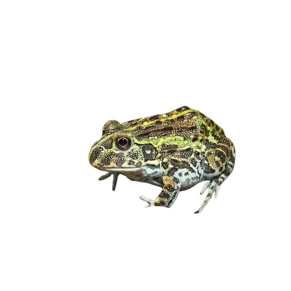 baby-giant-pixie-frog (2) baby giant pixie frog 2