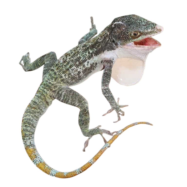 baby-giant-western-anole (2) baby giant western anole 2