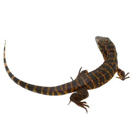 Baby Gold Tegu