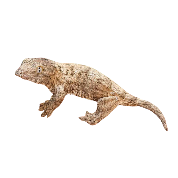 Baby Gran Terre Leachianus Gecko #1