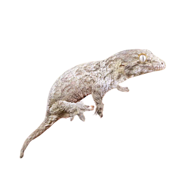 Baby Gran Terre Nu Ana Leachianus Gecko #1