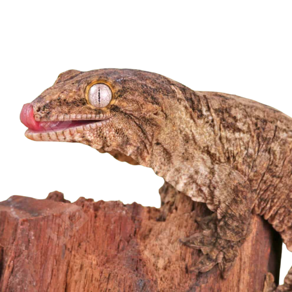 Baby Gran Terre Nu Ana Leachianus Gecko