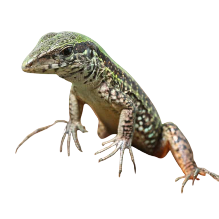 Baby Green Ameiva