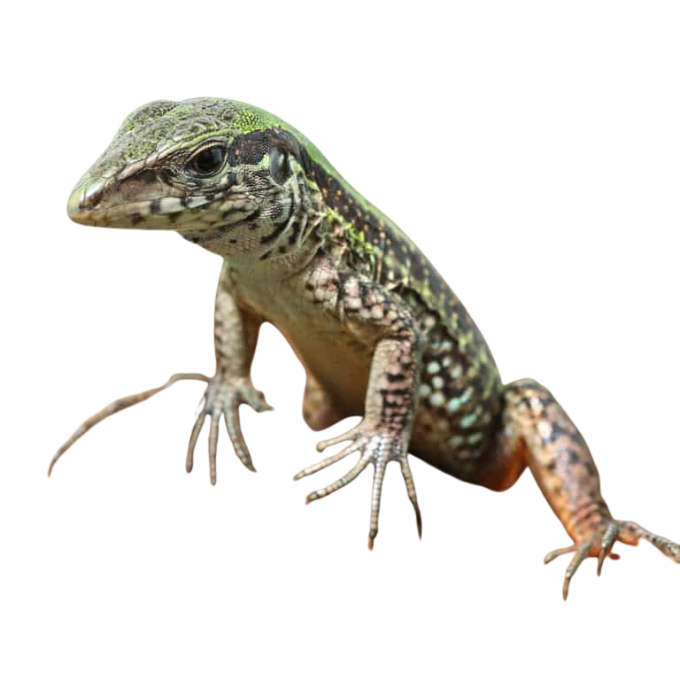 baby-green-ameiva (1) baby green ameiva 1