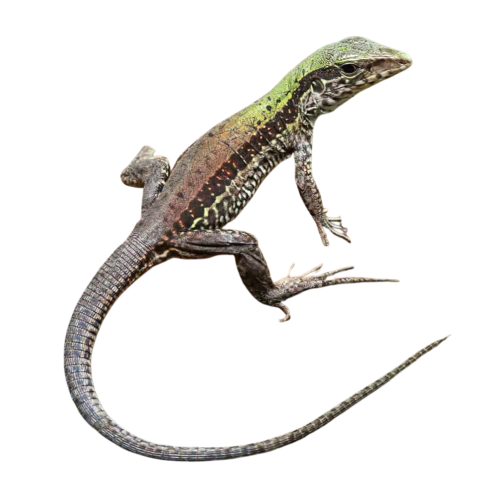 baby-green-ameiva (2) baby green ameiva 2