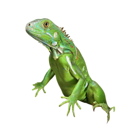 Baby Green Iguana
