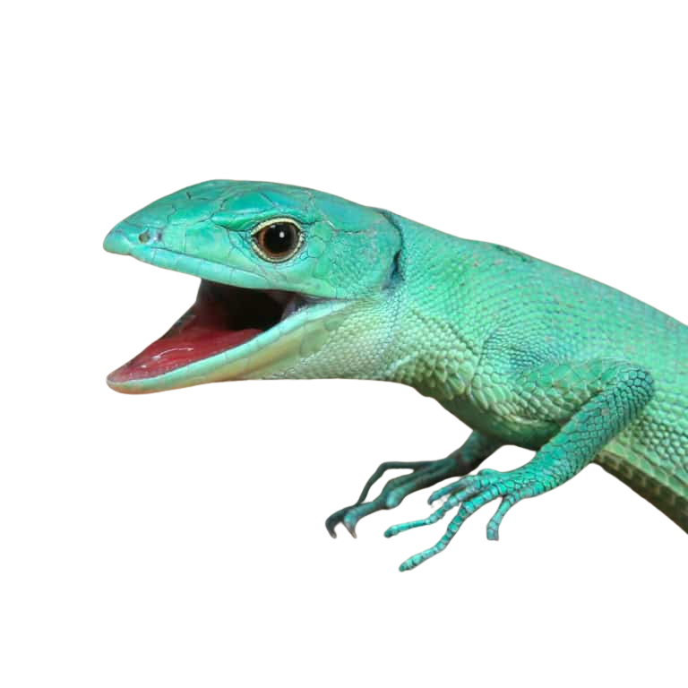 baby-green-keeled-bellied-lizard (1) baby green keeled bellied lizard 1