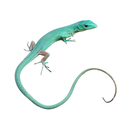Baby Green Keeled Bellied Lizard