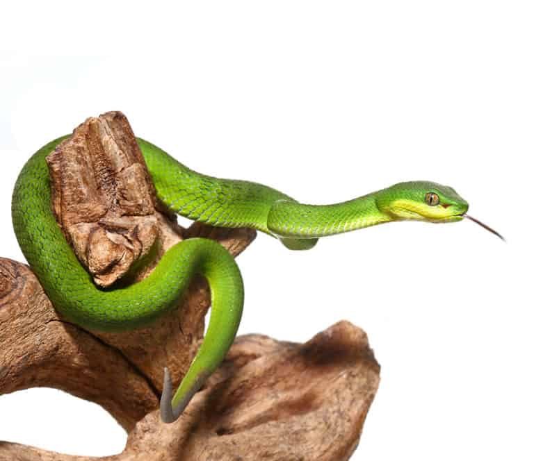 baby-green-komodo-island-viper baby green komodo island viper e1750009217709