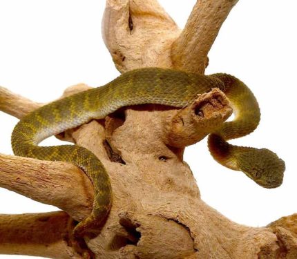 Baby Green Squamigera Bush Viper