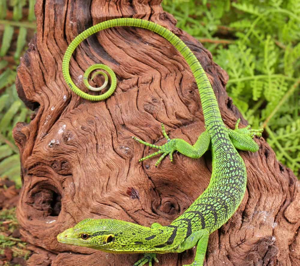 baby-green-tree-monitor (1) baby green tree monitor 1 1 e1753969494435