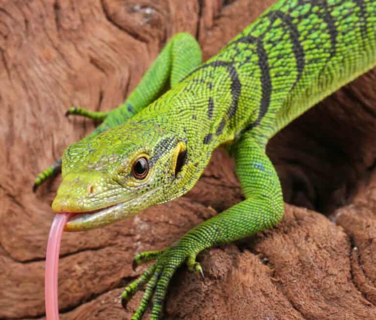 baby-green-tree-monitor (2) baby green tree monitor 2 e1753969510416