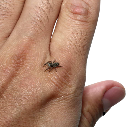 Baby Grey Wall Jumping Spider (.25 – .5” sling)