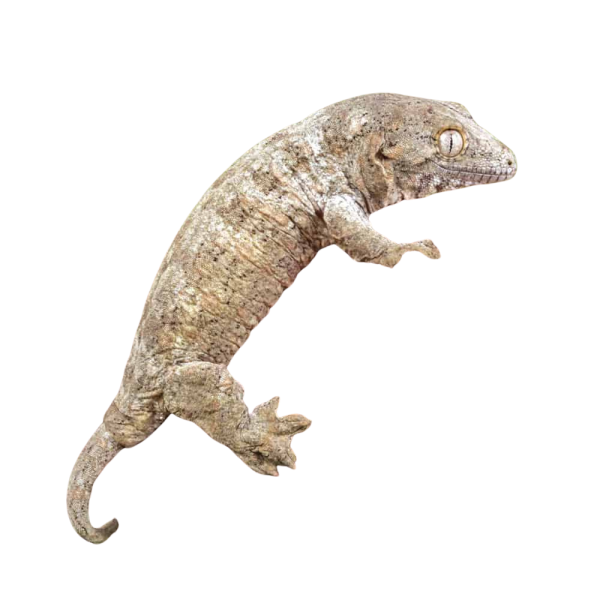 Baby GT x Yate x Mt. Khogis Leachianus Gecko #1