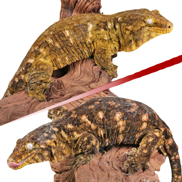 Baby GT x Yate x Mt. Khogis Leachianus Gecko #2