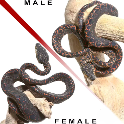 Baby Halloween Phase Amazon Tree Boa Pair