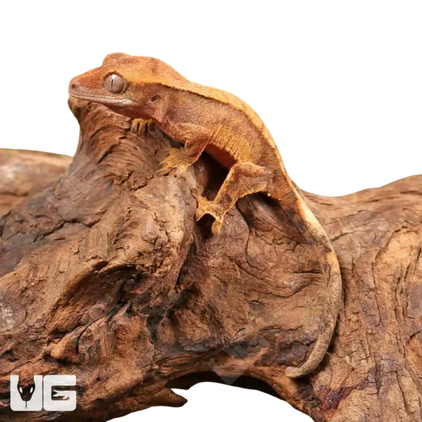 Baby Harlequin Crested Gecko