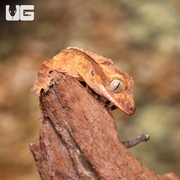 Baby Harlequin Full Pinstripe Crested Gecko