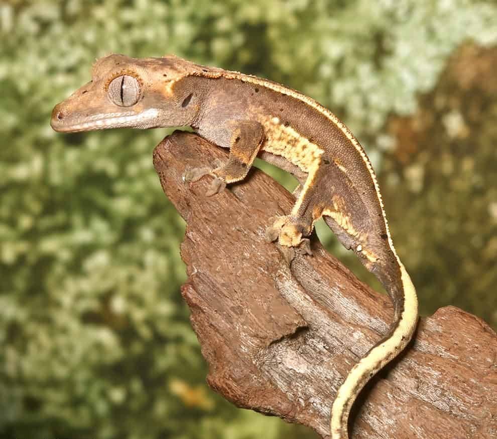 baby-high-contrast-quad-stripe-crested-gecko (1) baby high contrast quad stripe crested gecko 1 e1746180120617
