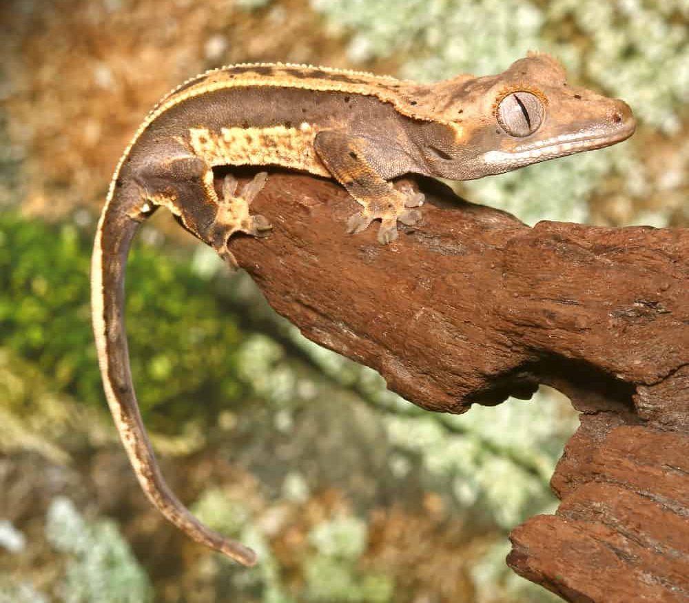 baby-high-contrast-quad-stripe-crested-gecko (2) baby high contrast quad stripe crested gecko 2 e1746180132773