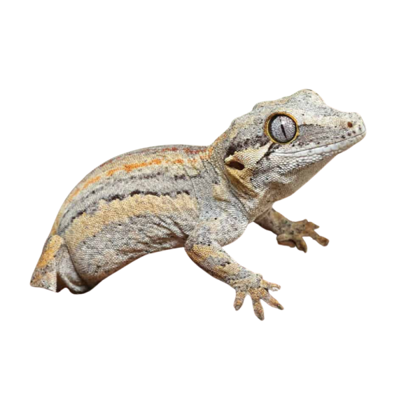 Baby High Contrast Striped Gargoyle Gecko