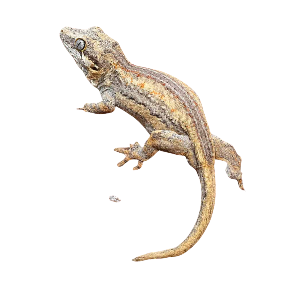 baby-high-contrast-striped-gargoyle-gecko (2) baby high contrast striped gargoyle gecko 2