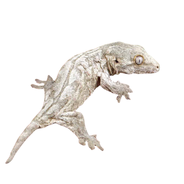 Baby High Pink Dorsal Stripe Leachianus Gecko