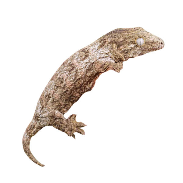 Baby High Pink Leachianus Gecko #2