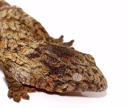 Baby High Pink Nu Ana Leachianus Gecko