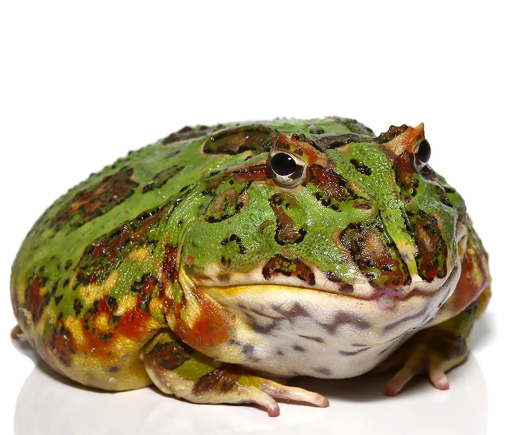 baby-high-red-dragon-wing-ornate-pacman-frog baby high red dragon wing ornate pacman frog e1752047511916