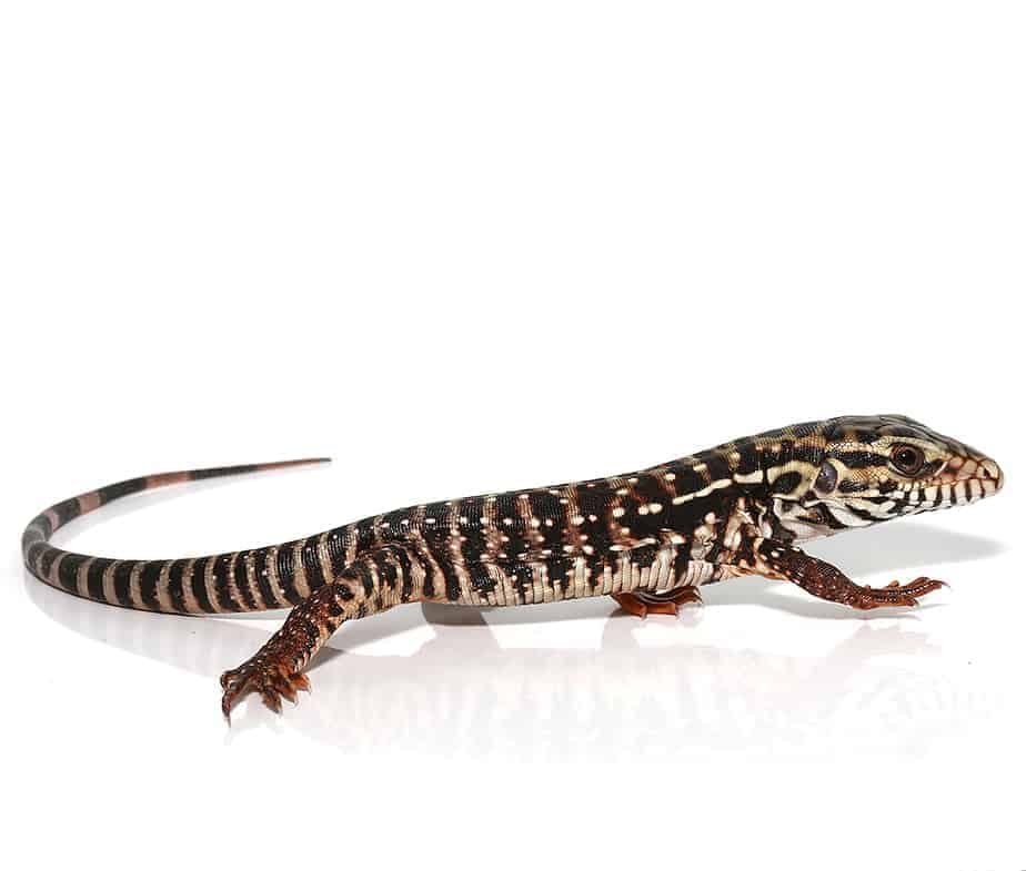 baby-high-white-red-tegu baby high white red tegu e1749707504558
