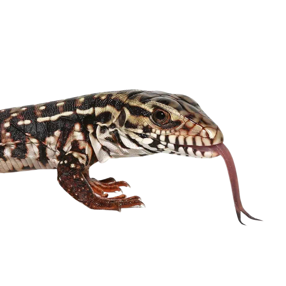 baby-high-white-red-tegu baby high white red tegu