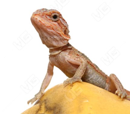 Baby H.I.L.T. Bearded Dragon (4 – 5″)