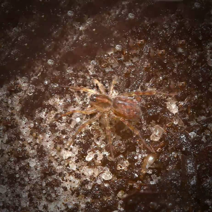 Baby Horned Nursery Web Spider