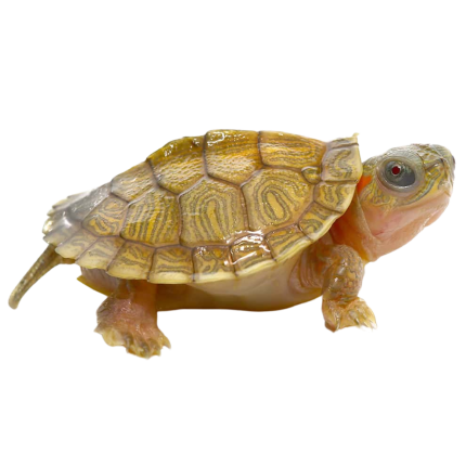 Baby Hybino Red Ear Slider Turtle (Split Scute)