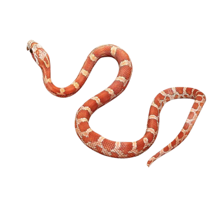Baby Hypo Amel Cornsnake