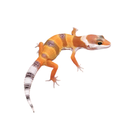 Baby Hypo Carrot Tail Leopard Gecko