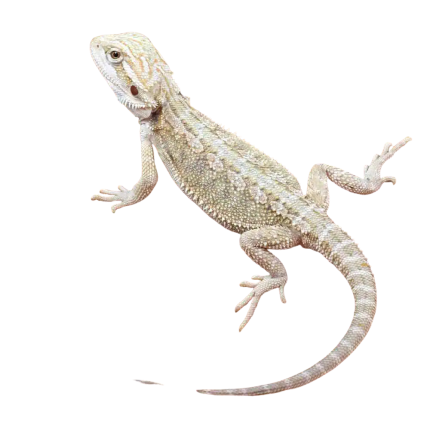 Baby Hypo Citrus Bearded Dragon (4 – 5”)