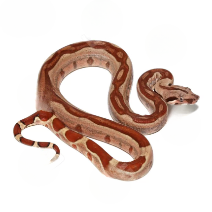 Baby Hypo Jungle Harlequin Poss Het Kahl Albino Colombian Boa #6