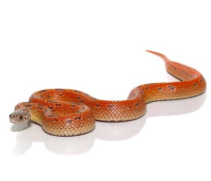 Baby Hypo Mosaic Brooks Kingsnake