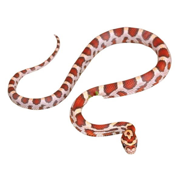 Baby Hypo Okeetee Het Anery Cornsnake