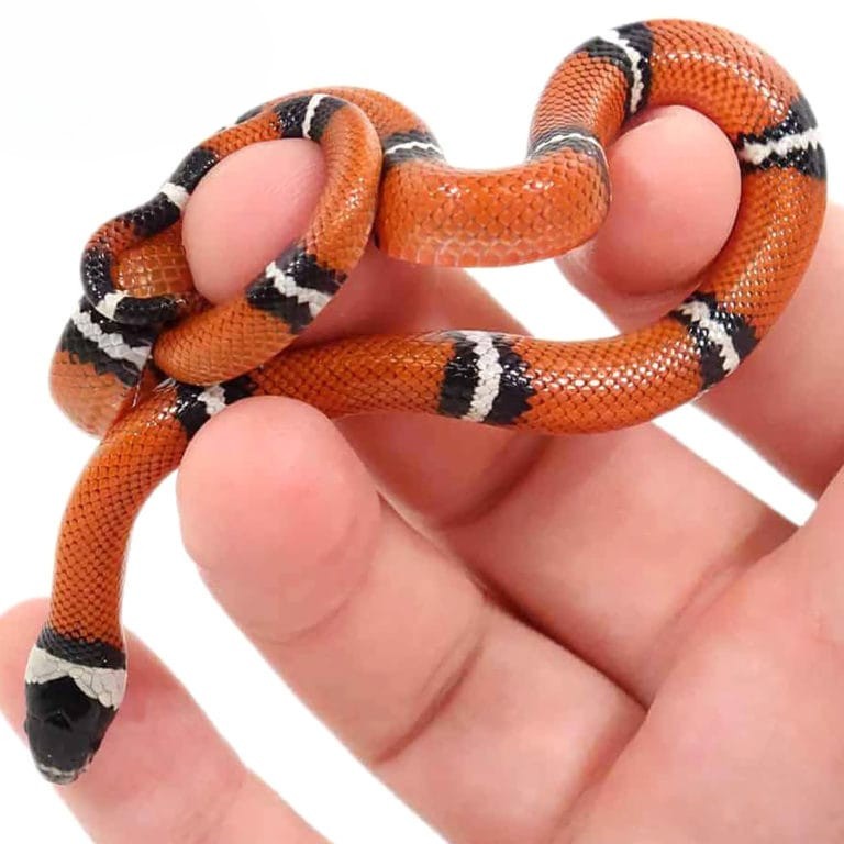 baby-hypo-sinaloan-milksnake baby hypo sinaloan milksnake