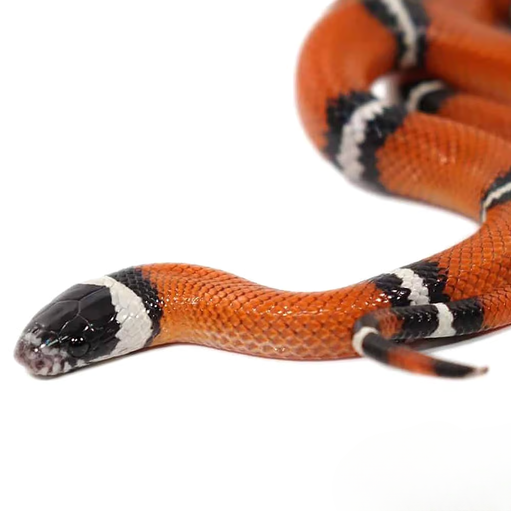baby-hypo-sinaloan-milksnake baby hypo sinaloan milksnake