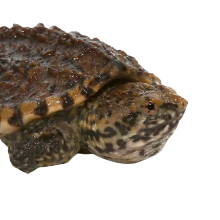 Baby Hypo Snapping Turtle