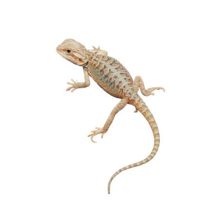 Baby Hypo Translucent Bearded Dragon (4 – 5″)