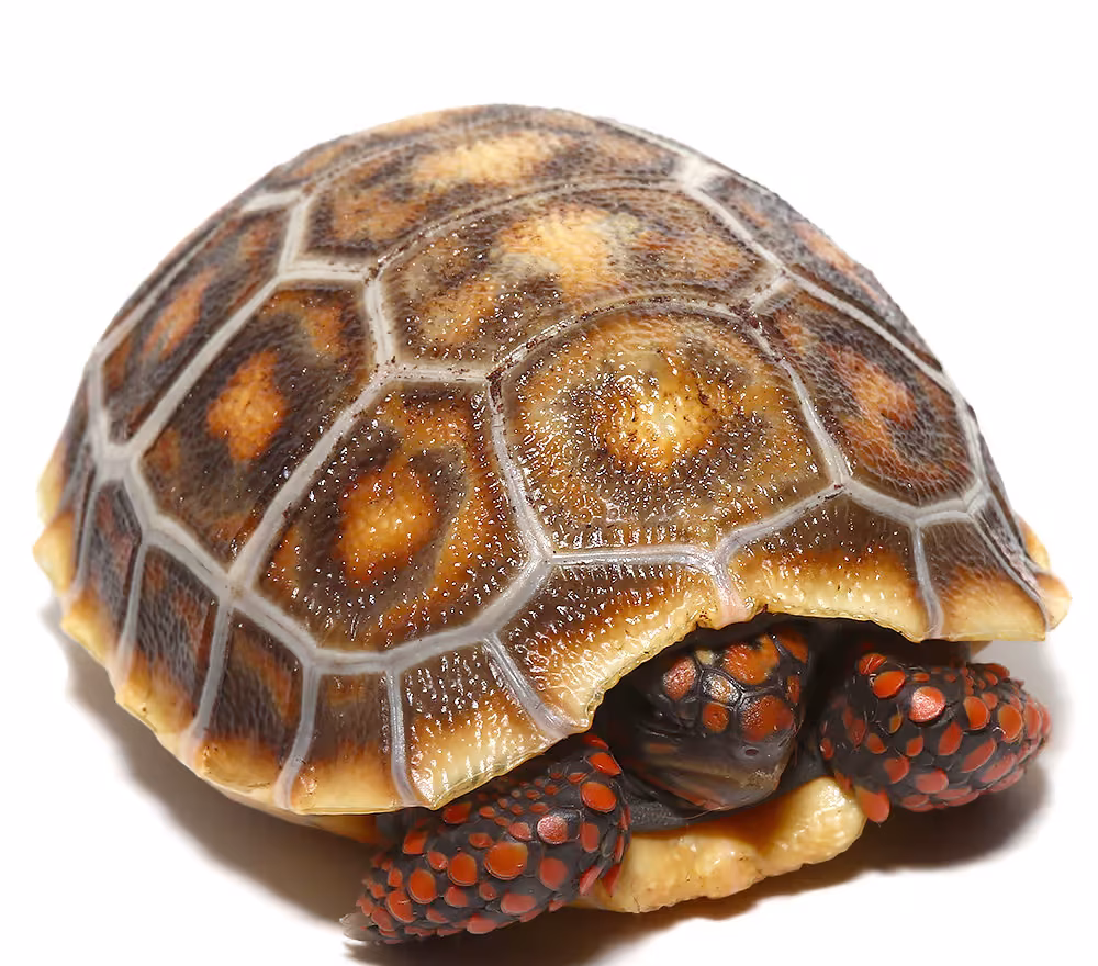 baby-hypo-x-cherryhead-redfoot-tortoise baby hypo x cherryhead redfoot tortoise e1750267967990
